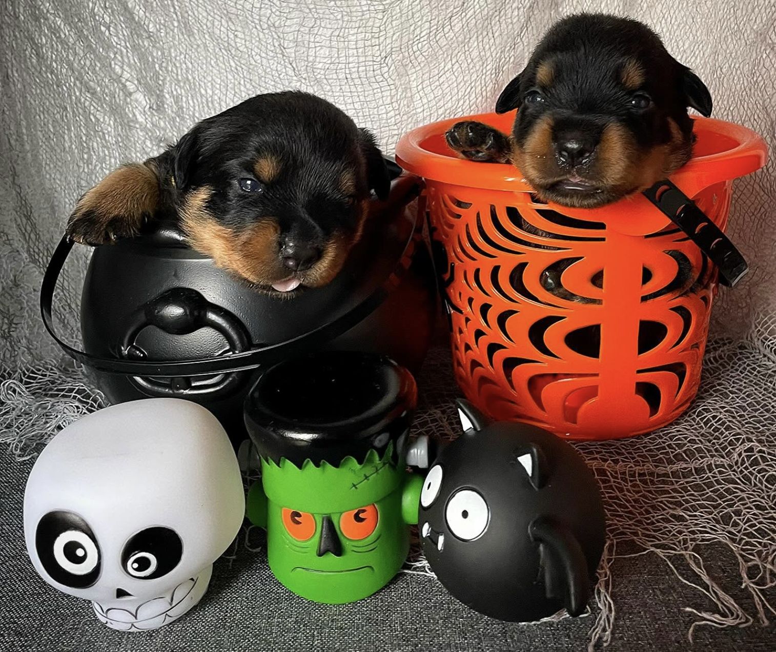 Deux chiots Rottweiler dans un panier décoré