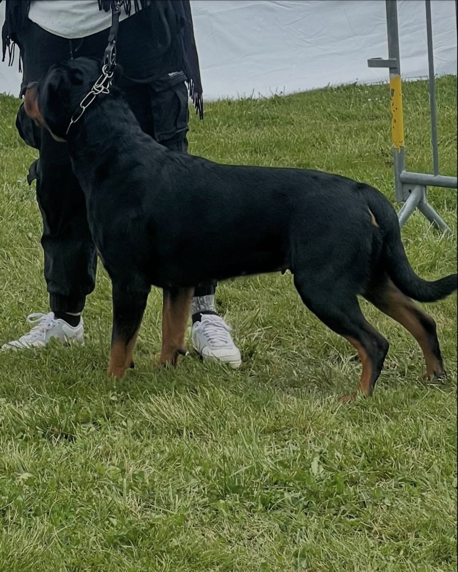 Rottweiler adulte présenté à un concours canin