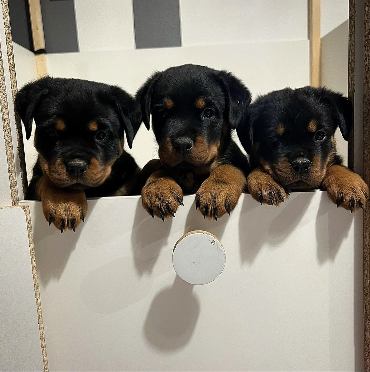 Trois chiots Rottweiler du Clan de Shiva